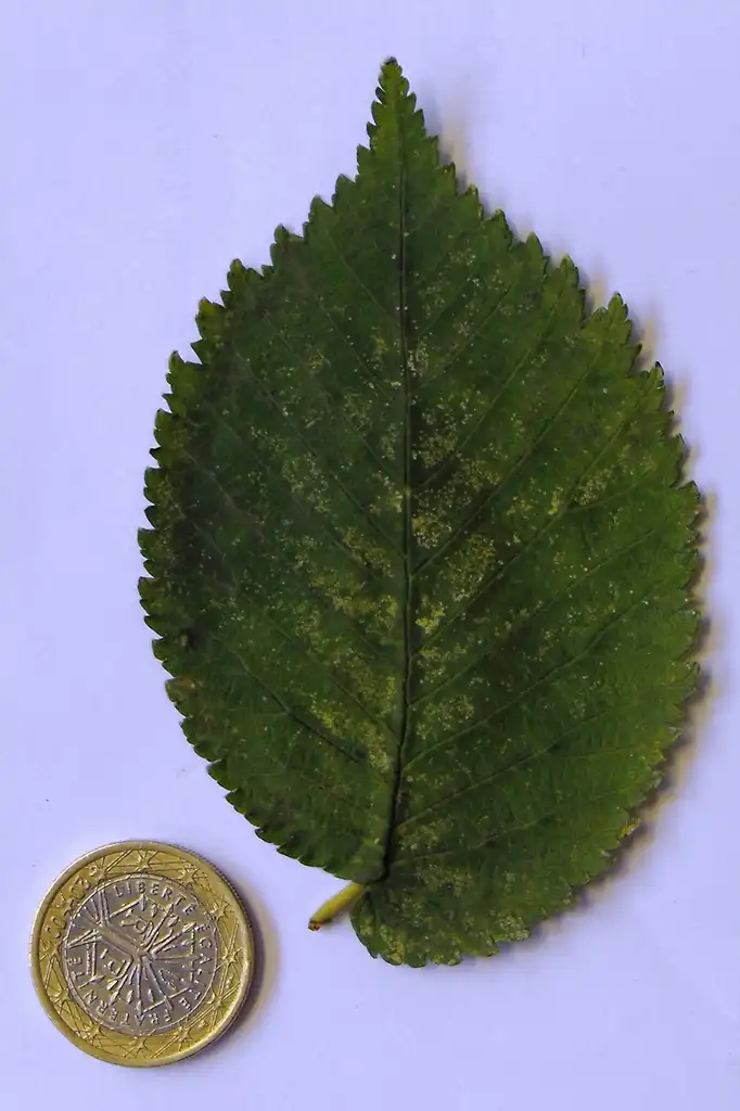 Photo of Ulmus minor - Leaf closeup:Ptelea
