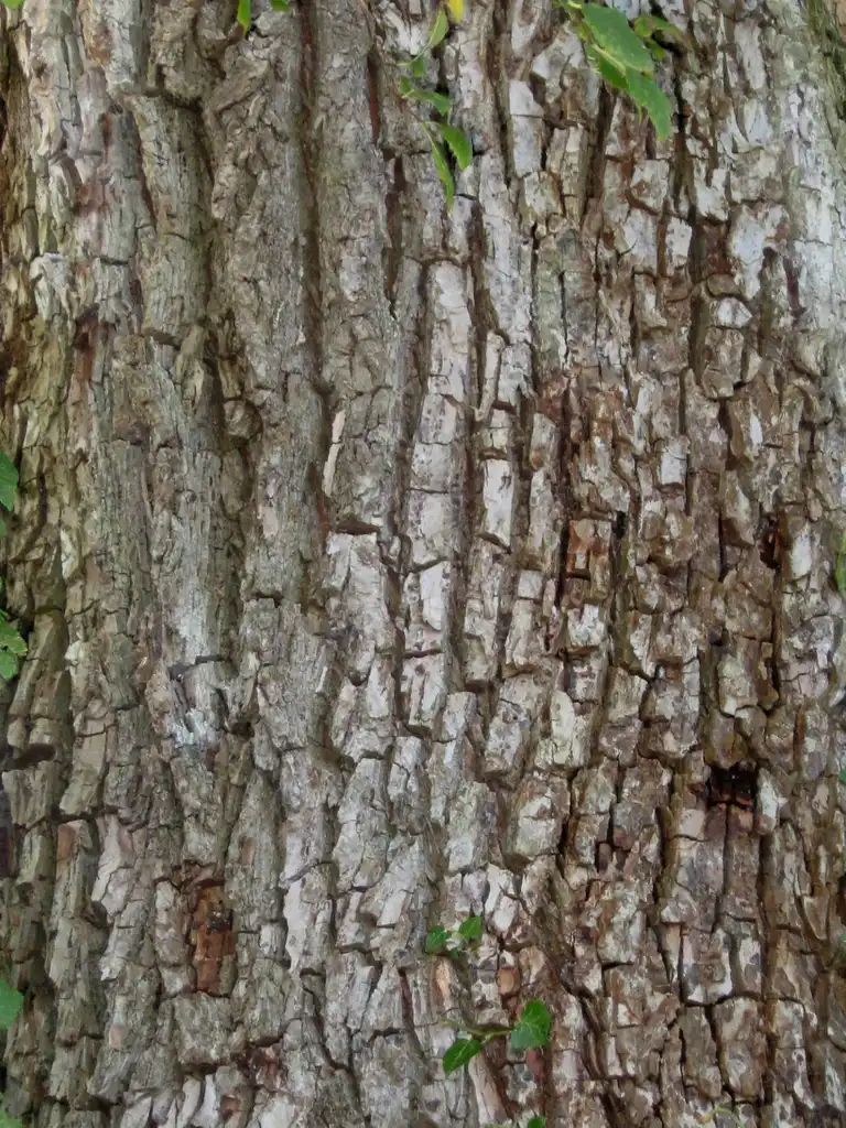 Photo of Ulmus minor - Bark:Ptelea