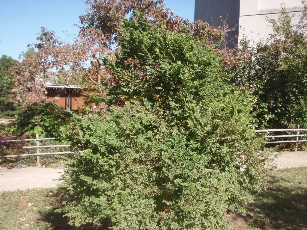 Photo of Ulmus minor - 'Jacqueline Hillier' Form:Jim Robbins