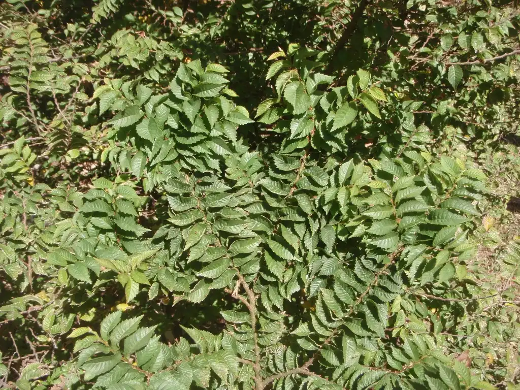 Photo of Ulmus minor - 'Jacqueline Hillier' Leaf:Jim Robbins