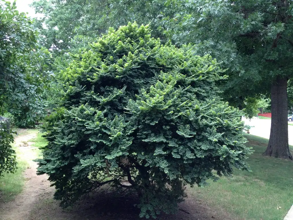 Photo of Ulmus minor - 'Jacqueline Hillier' Full Form:Jim Robbins
