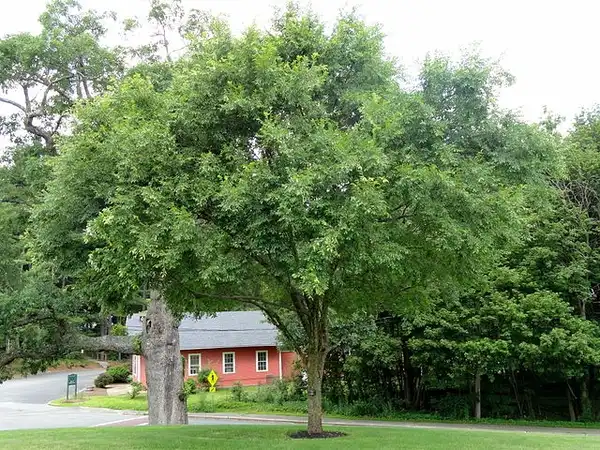 Foto de Ulmus parvifolia (Ulmus parvifolias)