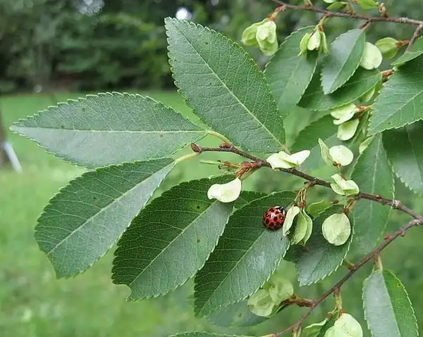Foto de Ulmus parvifolia (Ulmus parvifolias)