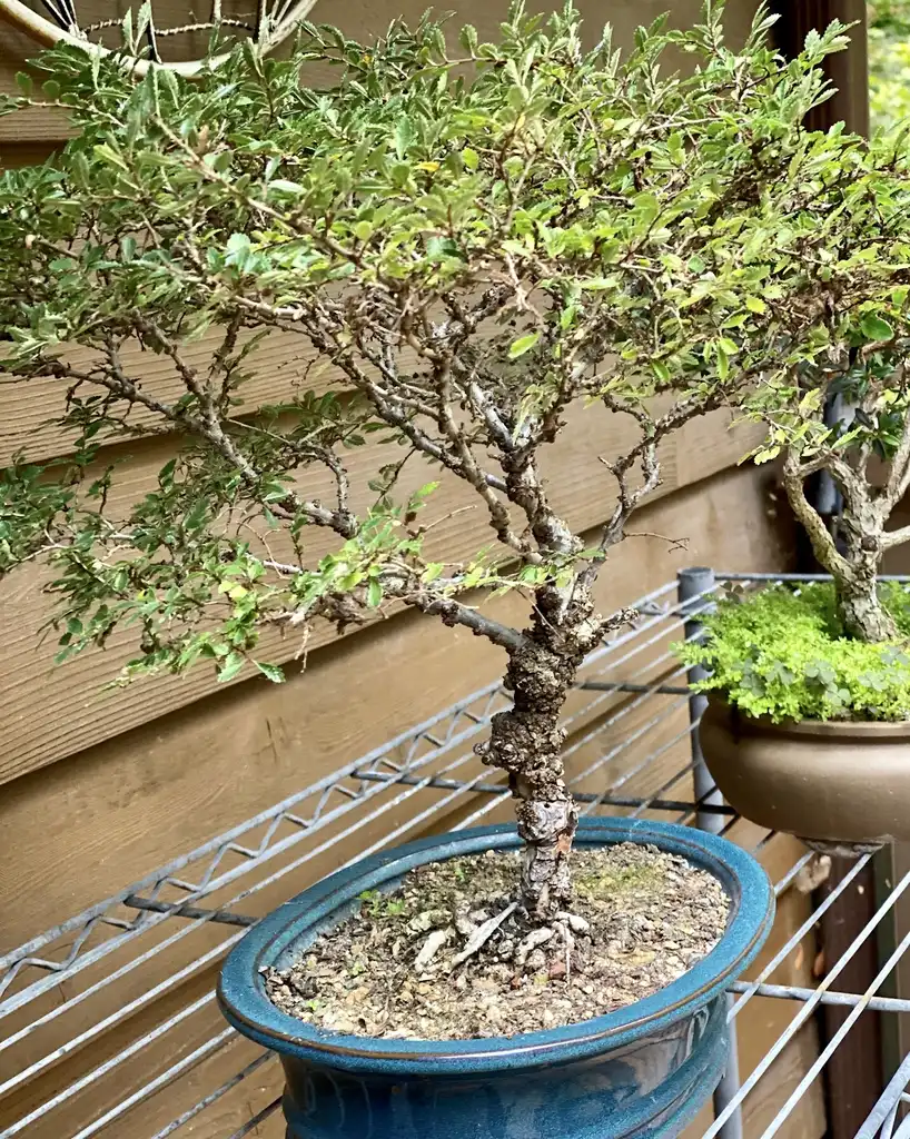 Foto de Ulmus parvifolia - As bonsai:Kathy Sill