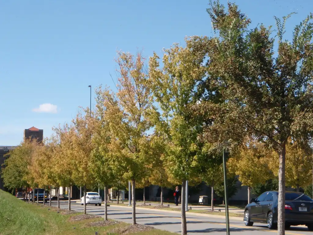Foto de Ulmus parvifolia - 'Allee' Fall Color Form:Jim Robbins
