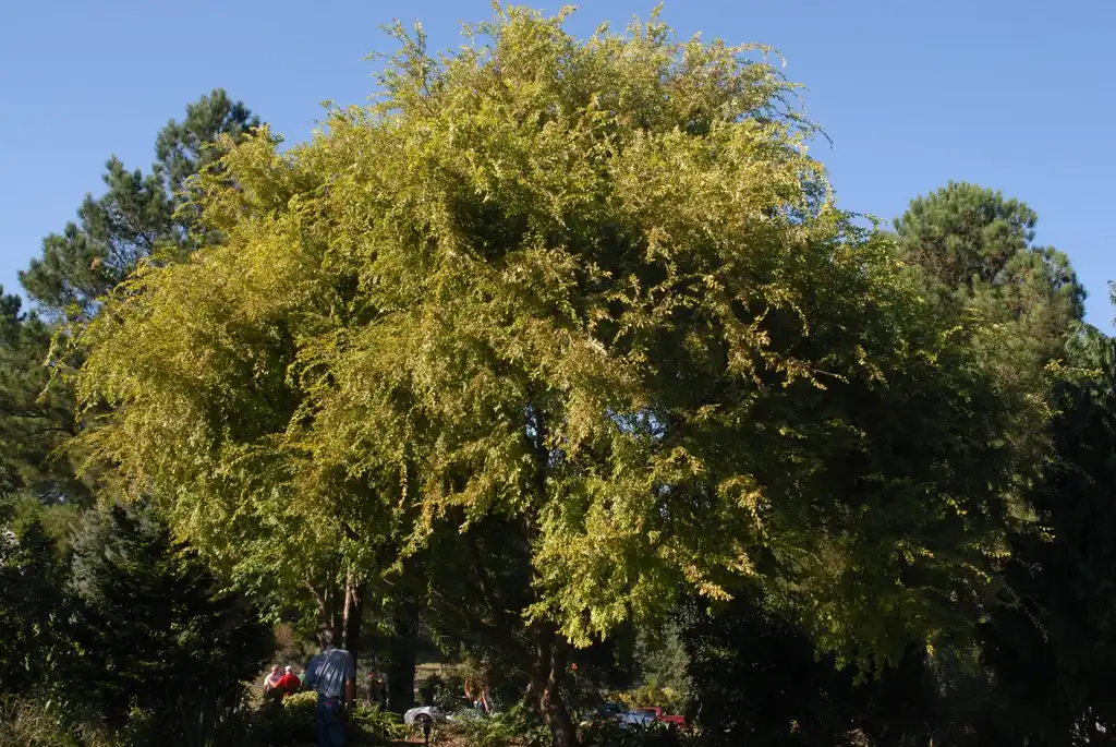 Foto de Ulmus parvifolia - 'Golden Ray' Form:Jim Robbins