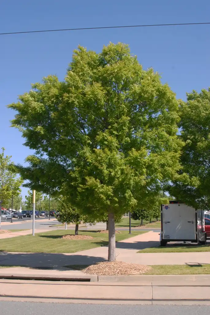 Foto de Ulmus parvifolia - 'Allee' Form:Jim Robbins