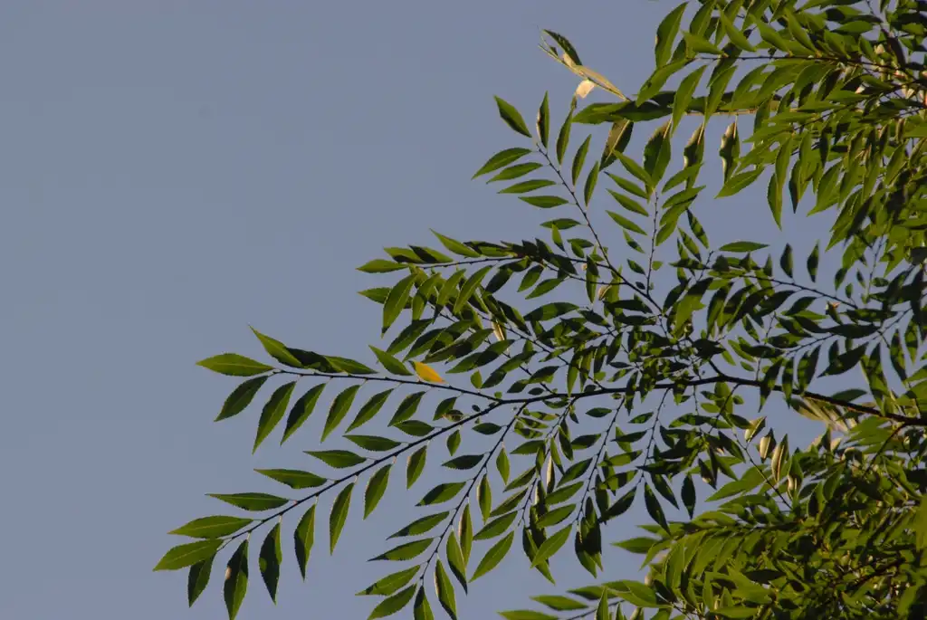 Foto de Ulmus parvifolia - 'Drake' Leaves:Jim Robbins