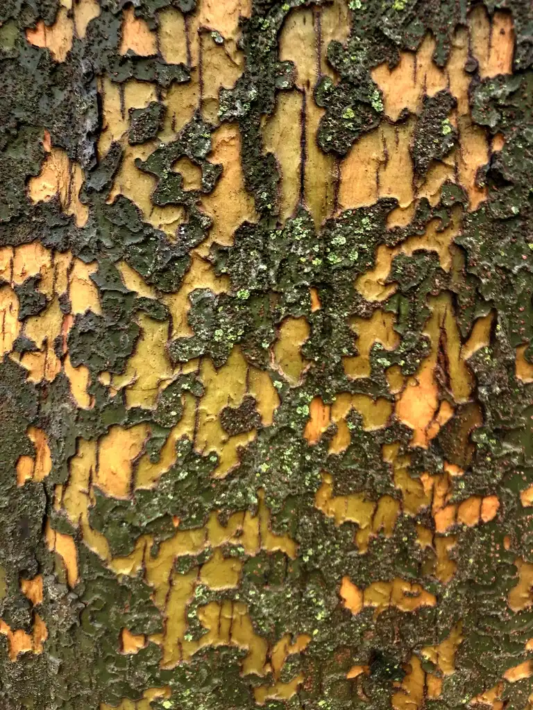 Foto de Ulmus parvifolia - Variegated bark (Wake County, NC)-Late Winter:Cathy Dewitt