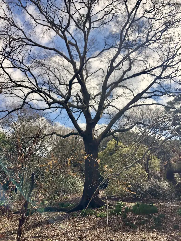 Foto de Ulmus parvifolia - Variegated full form (Wake County,NC)-Late Winter:Cathy Dewitt
