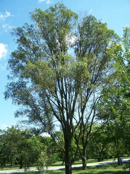 Photo of Ulmus pumila (Ulmus pumilas)