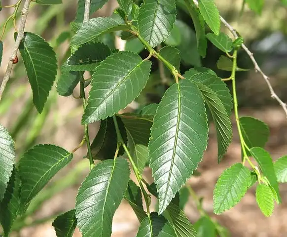 Photo of Ulmus pumila (Ulmus pumilas)