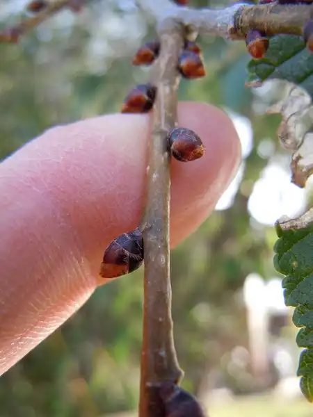 Photo of Ulmus pumila - Buds:Matt Lavin