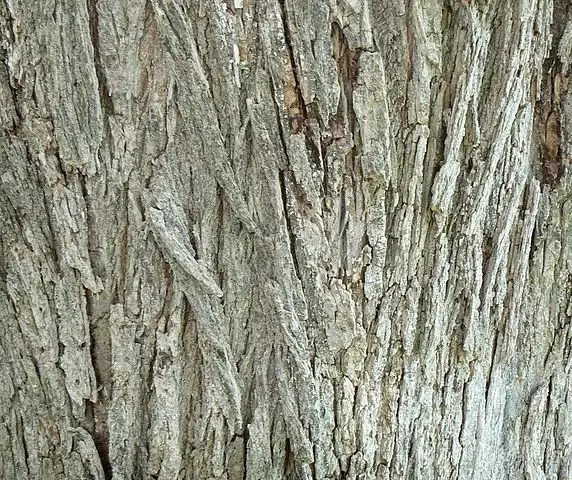 Photo of Ulmus pumila - Bark detail:MONGO