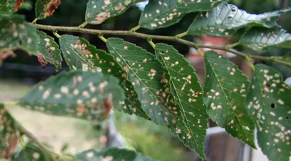 Photo of Ulmus pumila - Elm leaf miner:Jeremy Beall