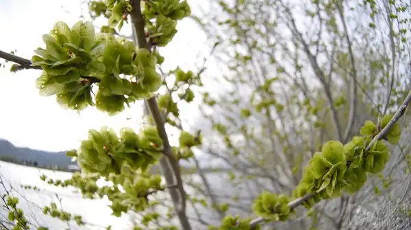 Photo of Ulmus pumila - Fruits:Thayne Tuason