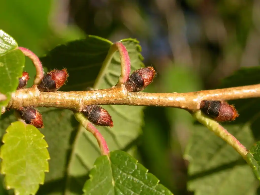 Photo of Ulmus pumila - Buds close-up:Matt Lavin