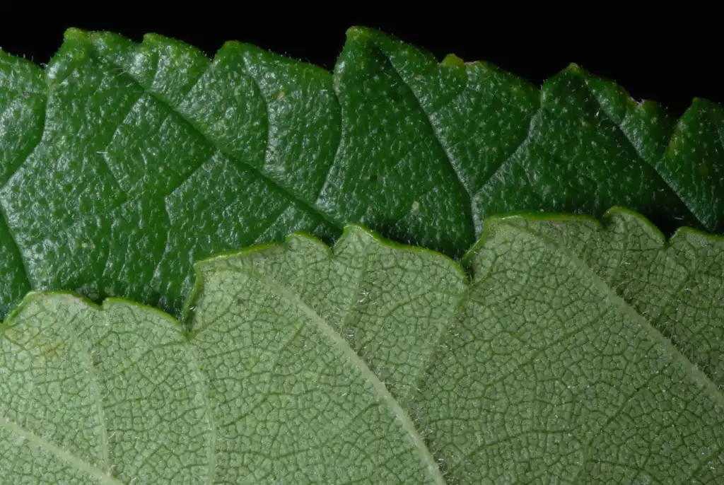 Foto de Ulmus rubra (Ulmus rubras)