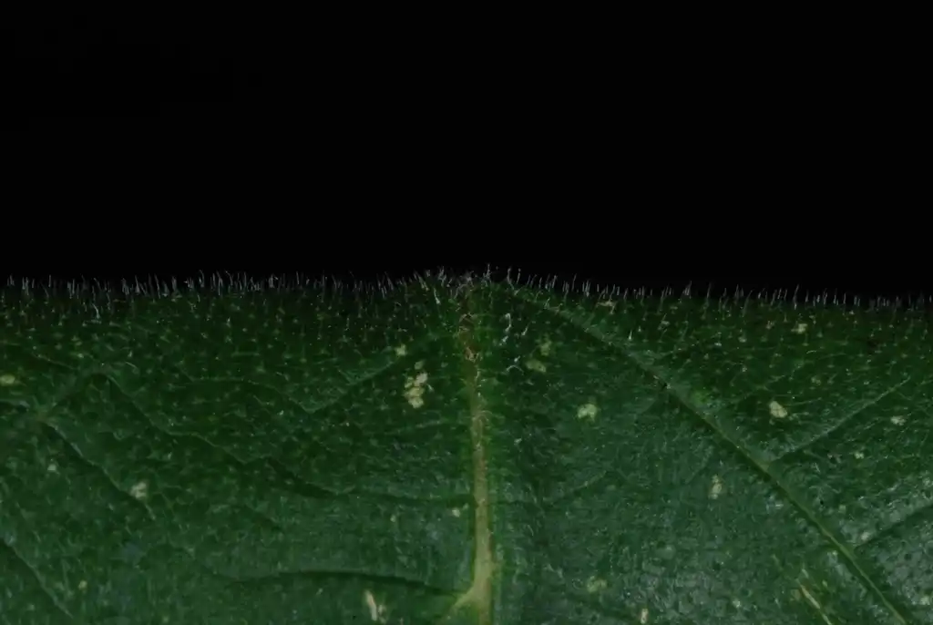 Foto de Ulmus rubra (Ulmus rubras)