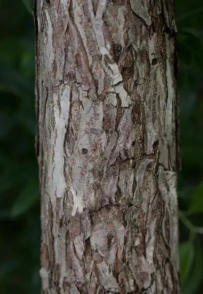 Foto de Ulmus rubra - ulnus rubra:Kent McFarland