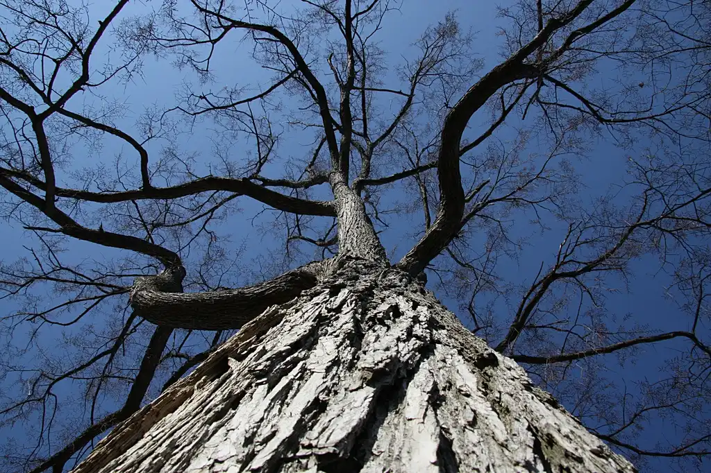 Foto de Ulmus rubra - Bark close-up:Cephas