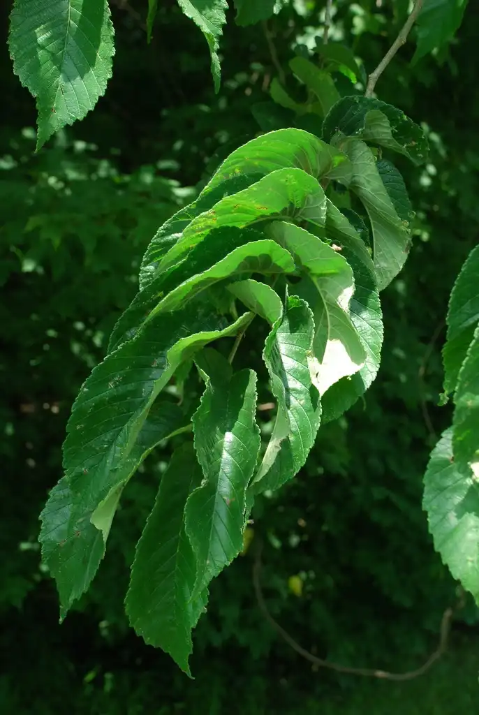 Foto de Ulmus rubra - (Guilford County, NC)-Mid Summer:Douglas Goldman, USDA