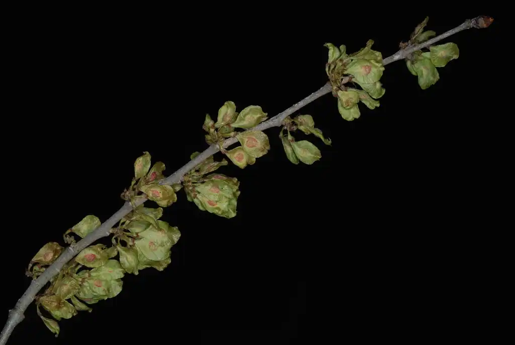 Foto de Ulmus rubra - (Guilford County, NC)-Mid Summer:Douglas Goldman, USDA