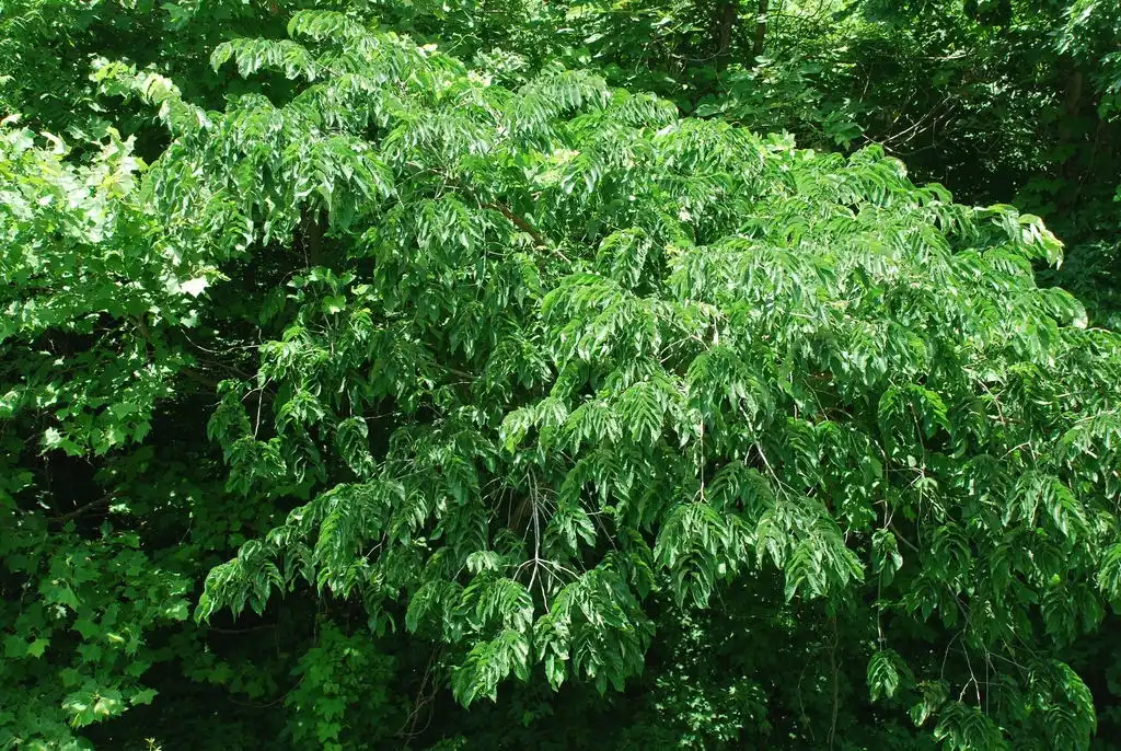 Foto de Ulmus rubra - (Guilford County, NC)-Mid Summer:Douglas Goldman, USDA