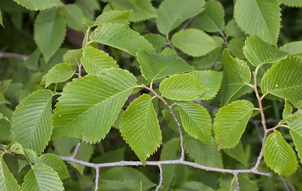 Foto de Ulmus rubra - ulnus rubra:Kent McFarland