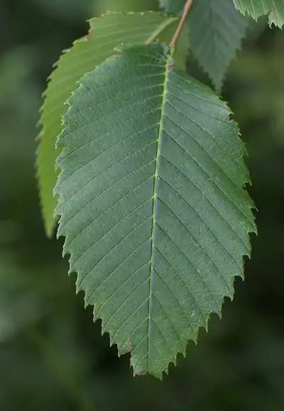 Foto de Ulmus rubra - ulnus rubra:Kent McFarland