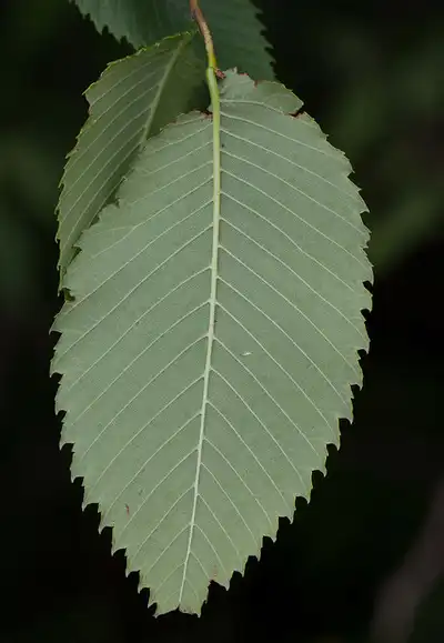 Foto de Ulmus rubra - ulnus rubra:Kent McFarland