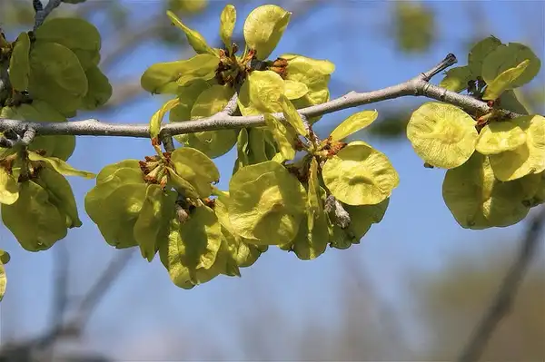 Foto de Ulmus rubra - ulnus rubra:Dan Mullen