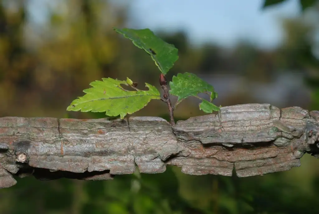 Photo of Ulmus (Ulmuss)
