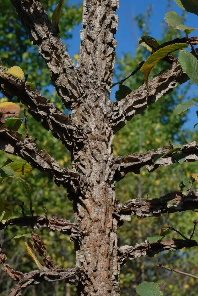 Photo of Ulmus (Ulmuss)