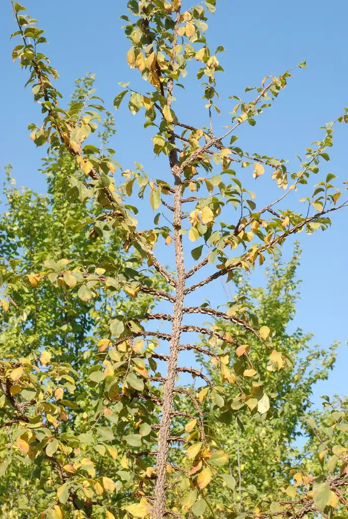 Photo of Ulmus - (Brighton, NY)-Mid Fall:Douglas Goldman, USDA