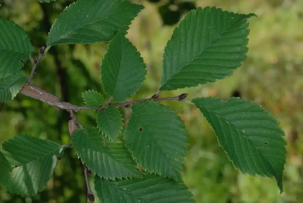 Photo of Ulmus - (Brighton, NY)-Mid Fall:Douglas Goldman, USDA