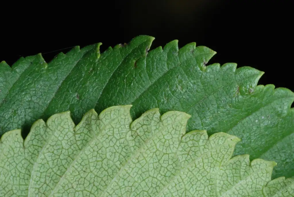 Photo of Ulmus - (Brighton, NY)-Mid Fall:Douglas Goldman, USDA