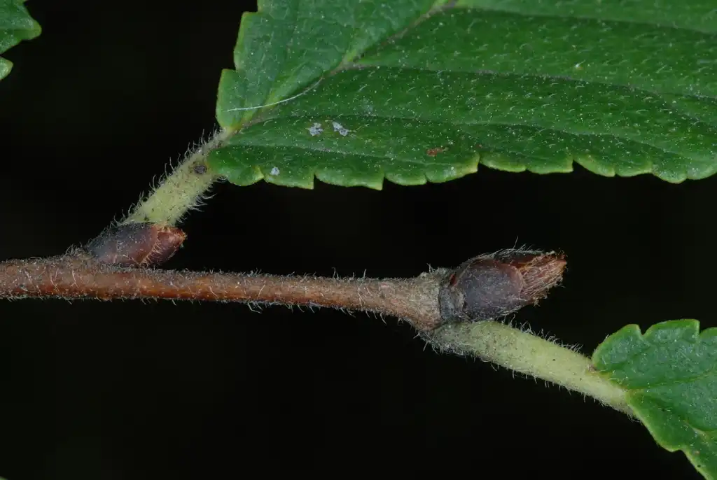 Photo of Ulmus - (Brighton, NY)-Mid Fall:Douglas Goldman, USDA