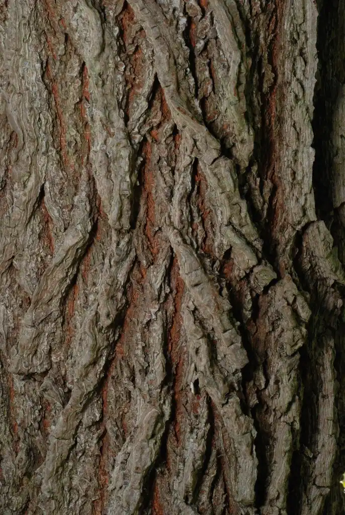 Photo of Ulmus - (Brighton, NY)-Mid Fall:Douglas Goldman, USDA