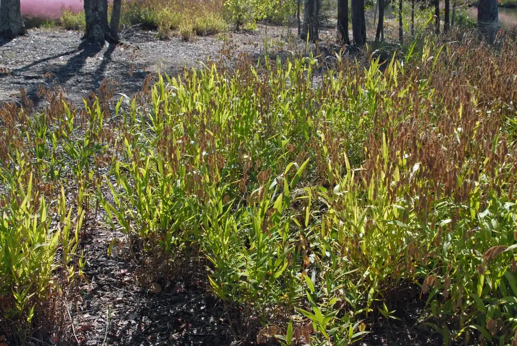 Фото Uniola paniculata (Uniola paniculatas)