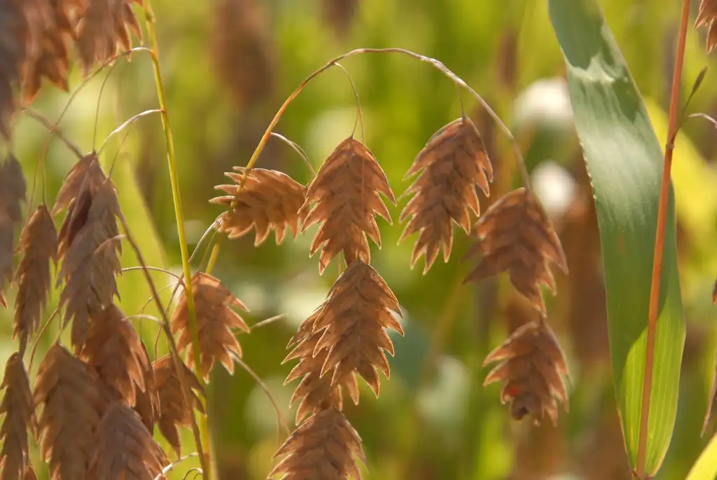 Фото Uniola paniculata (Uniola paniculatas)