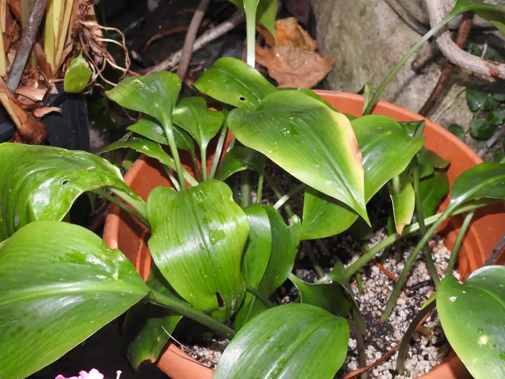 Photo of Urceolina amazonica (Urceolina amazonicas)