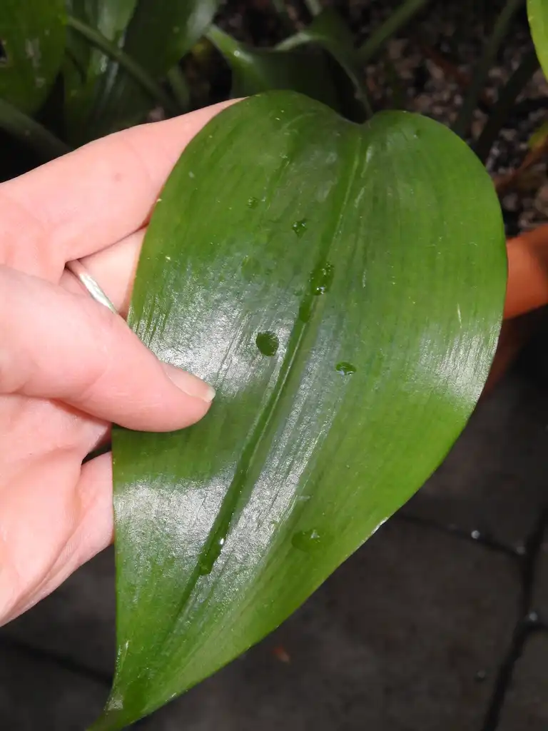 Photo of Urceolina amazonica (Urceolina amazonicas)