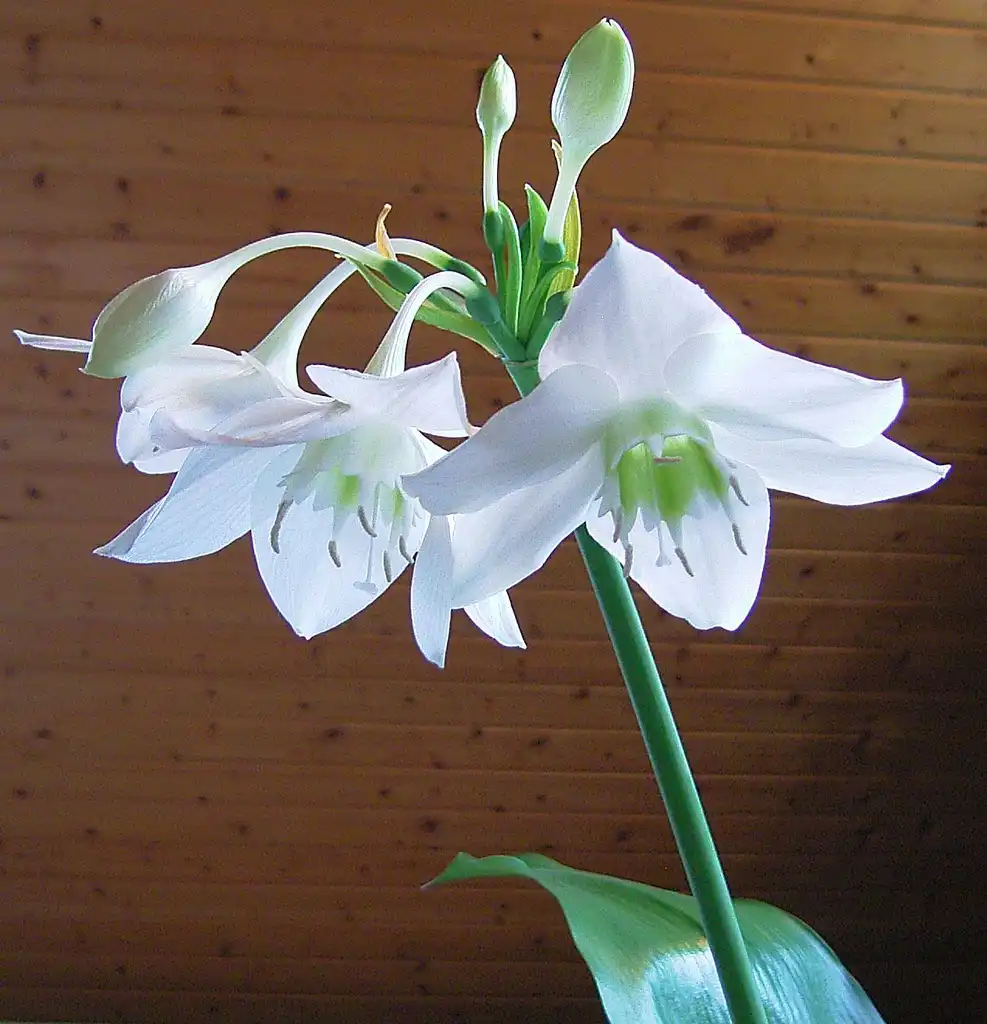 Photo of Urceolina amazonica - Waxy white flowers atop a long stalk.:Density