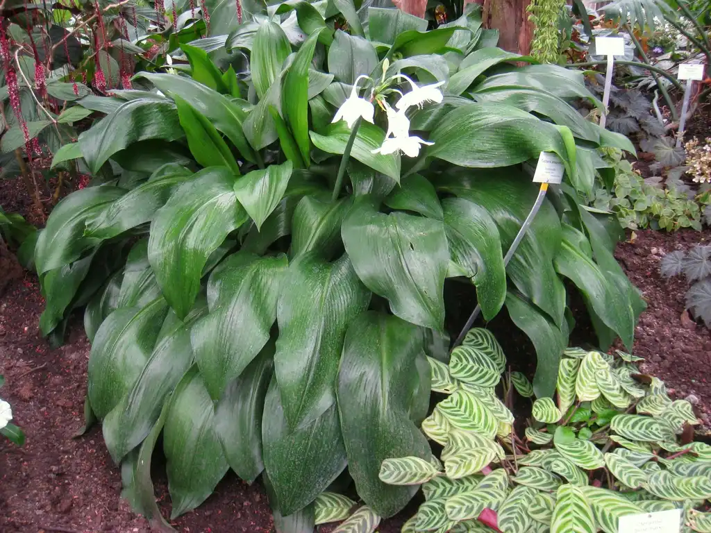 Photo of Urceolina amazonica - Form: