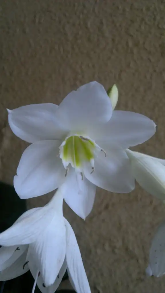 Photo of Urceolina amazonica - Close up of bloom:Tarunpant