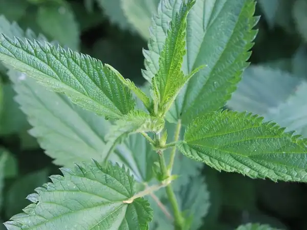 Foto de Urtica dioica (Urtica dioicas)