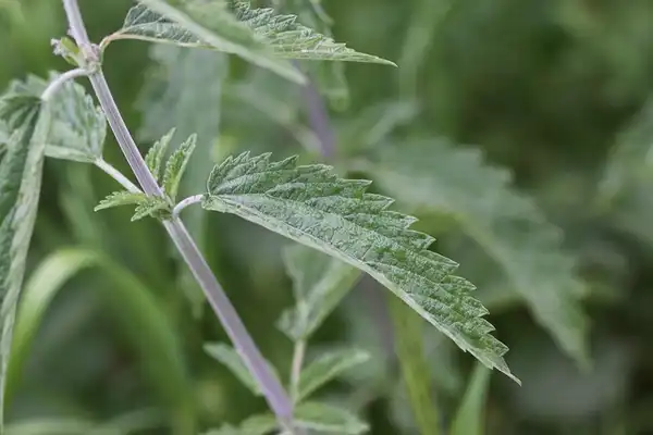 Foto de Urtica dioica (Urtica dioicas)