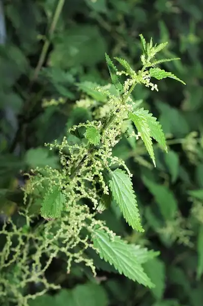 Foto de Urtica dioica - Flowers:HermannFalkner/sokol