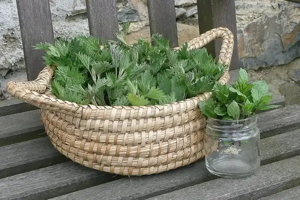 Foto de Urtica dioica - Gathering leaves to dry.:nociveglia